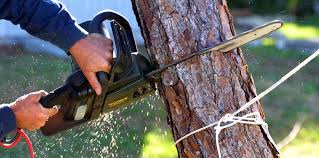 Best Organic Lawn Care Solutions  in Harb, OR