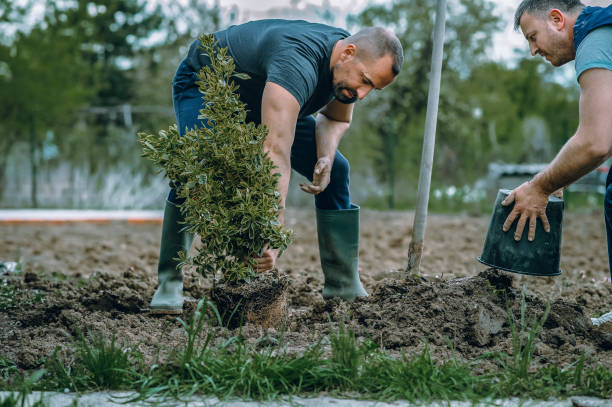 How Our Tree Care Process Works  in  Harbor, OR