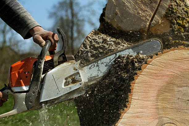 Professional Tree Services in Harbor, OR