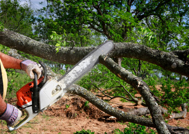 Best Tree Trimming and Pruning  in Harb, OR