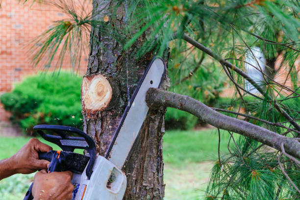 How Our Tree Care Process Works  in  Harbor, OR